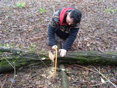 Sciage des branches pour prépaper l'arbre à sa mise au séchage avant équarissage