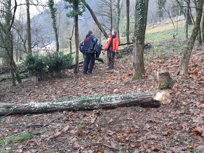 Premier arbre abattu pour la fabrication de la baliste