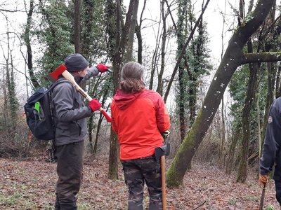 Choix des arbres à abattre pour la fabrication de la baliste